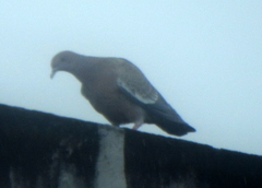 Patagioenas picazuro