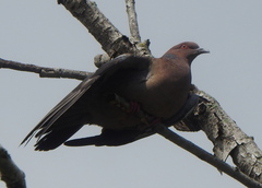 Patagioenas picazuro