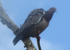 Patagioenas picazuro