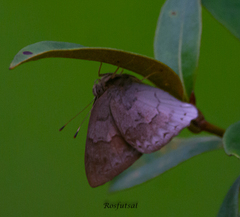 Euselasia thucydides