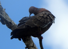 Patagioenas picazuro