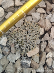 Lignocarpa carnosula