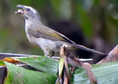 Saltator similis