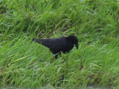 Corvus corone