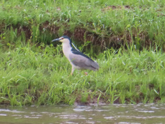 Nycticorax nycticorax