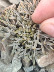 Lignocarpa carnosula