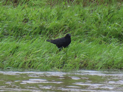Corvus corone