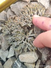 Lignocarpa carnosula