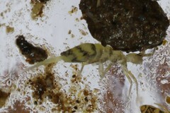Entomobrya triangularis