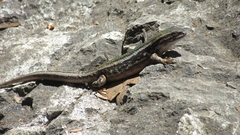Liolaemus chiliensis