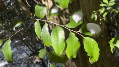 Castanopsis cuspidata