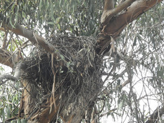 Buteo jamaicensis