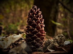 Kopsiopsis strobilacea