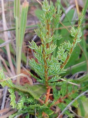 Austrocedrus chilensis