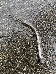 Serpentes