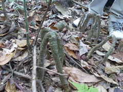 Gymnacranthera canarica