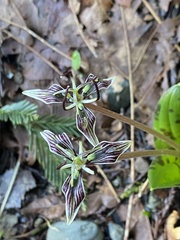 Scoliopus bigelovii
