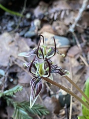 Scoliopus bigelovii