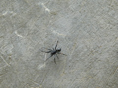 Steatoda cingulata