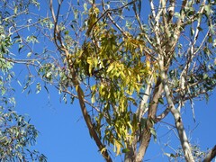 Amyema miquelii