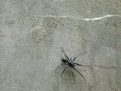 Steatoda cingulata