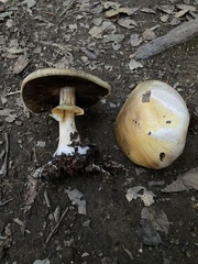 Agaricus cruciquercorum