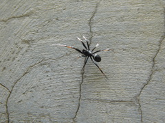 Steatoda cingulata