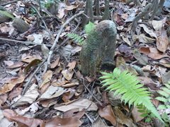 Gymnacranthera canarica