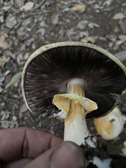 Agaricus cruciquercorum