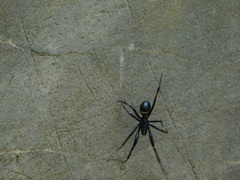 Steatoda cingulata