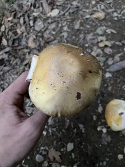 Agaricus cruciquercorum