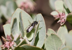 Andrena principalis