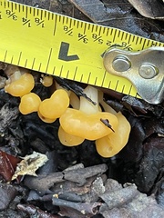 Cudonia spathulata