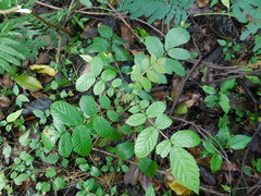 Spathodea campanulata