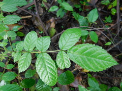 Spathodea campanulata