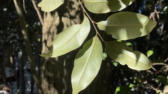 Castanopsis cuspidata