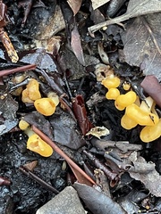Cudonia spathulata