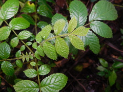 Spathodea campanulata