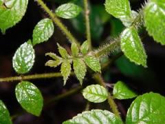 Spathodea campanulata
