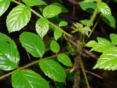 Spathodea campanulata