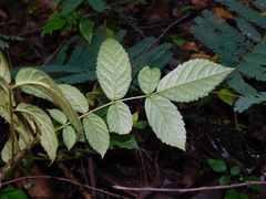 Spathodea campanulata