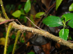 Spathodea campanulata
