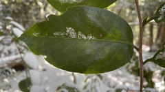 Camellia japonica