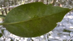 Camellia japonica