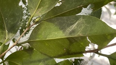 Camellia japonica
