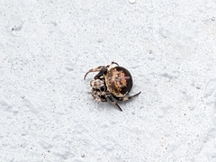 Araneus rotundulus