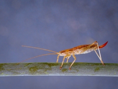 Requena baraya
