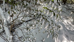 Camellia japonica
