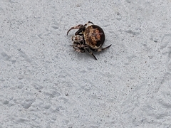 Araneus rotundulus