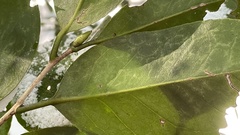 Camellia japonica